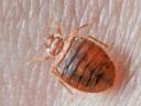 Bedbugs Control Sydney logo